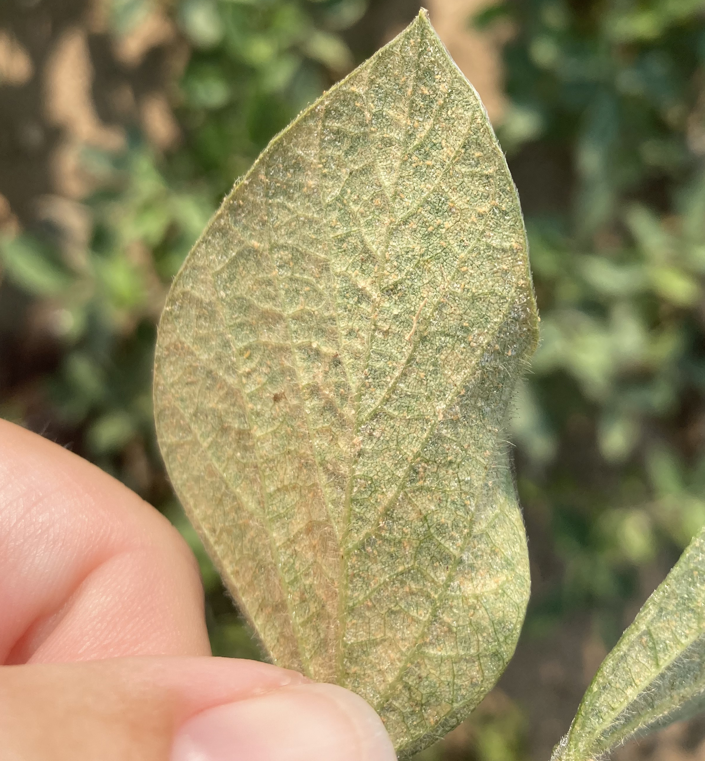 Mottled yellow stippling on a soybean leaf.